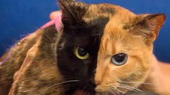 Miksi joillakin kissoilla on selvästi kaksivärinen naamapuoli – tulet yllättymään