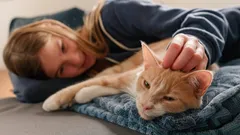 Pidätkö kissoista? Psykologit ovat löytäneet: sinulla on viisi harvinaista luonteenpiirrettä