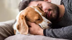 Miksi koirat nukkuvat omistajiensa pään lähellä – koirankouluttaja paljastaa yllättävät syyt