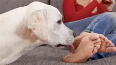 Miksi koirat nuolevat omistajansa jalkoja? Koirankouluttajat paljastavat yllättävät syyt