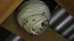 Kiusaavatko ampiaiset? Yksinkertainen vinkki, jolla pääset niistä helposti ja lopullisesti eroon ilman piston vaaraa