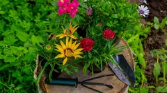 Istuta syksyllä, kiität keväällä: nämä kukat kestävät pakkasen ja kukkivat kuin satukirjasta