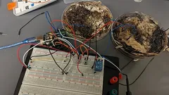 Tutkijat kehittivät tietokoneen muistin shiitakesienen myseelistä – miten se onnistui?