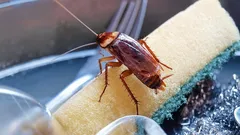 Torakat pakenevat: yksi tavallinen keittiötuote ratkaisee ongelman tehokkaasti