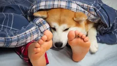 Miksi koira haluaa nukkua omistajansa jalkojen juuressa – yllättävät syyt ja faktat