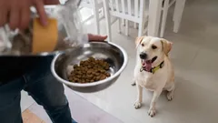 Kuinka tehdä jokaisesta ateriasta aivojen treeni koirallesi: Älypelejä ruoan avulla