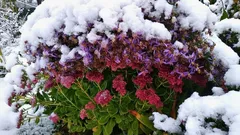 Keväällä kiitä itseäsi tästä askeleesta: monivuotiset kasvit eivät vain selviä, vaan kukkivat vahvemmin