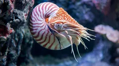 Portaali menneisyyteen: eläviä dinosaurusten aikaisia olentoja löydetty Tyynenmeren pohjasta