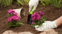 Syyspuutarha: Näin valmistelet kukkapenkin talviunille marraskuussa