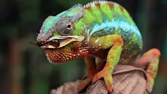 360 astetta ilman pään kääntämistä: Miten planeetan salaperäisimmän liskon näkö toimii